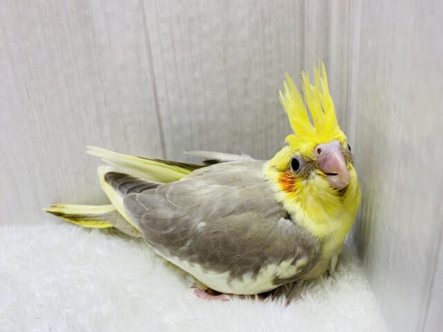 オカメインコ