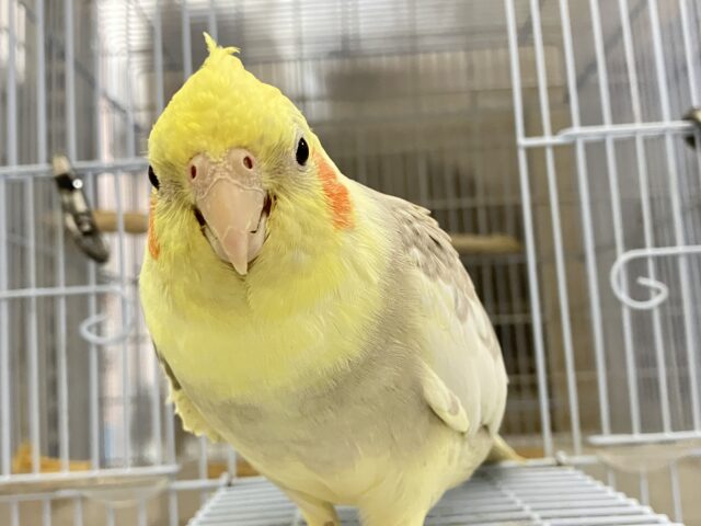 ✨最新画像✨おむおむ🍳卵マシマシとびきりsmile🌻(๑Ü๑)🌻オカメインコ(シナモンパイド/2025年5月生まれ) オカメインコ