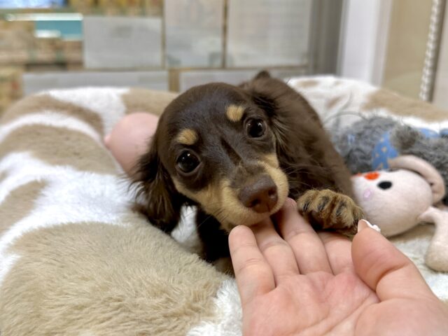 かまってかまって〜🥺💓ミニチュアダックス女の子 ミニチュアダックス