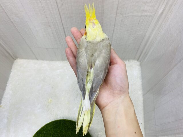 オカメインコ