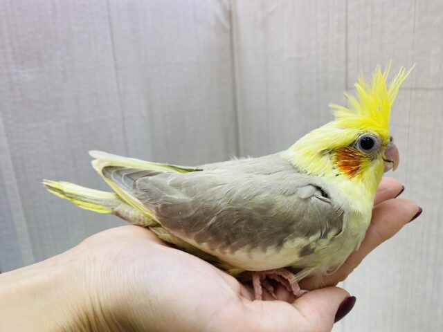 オカメインコ