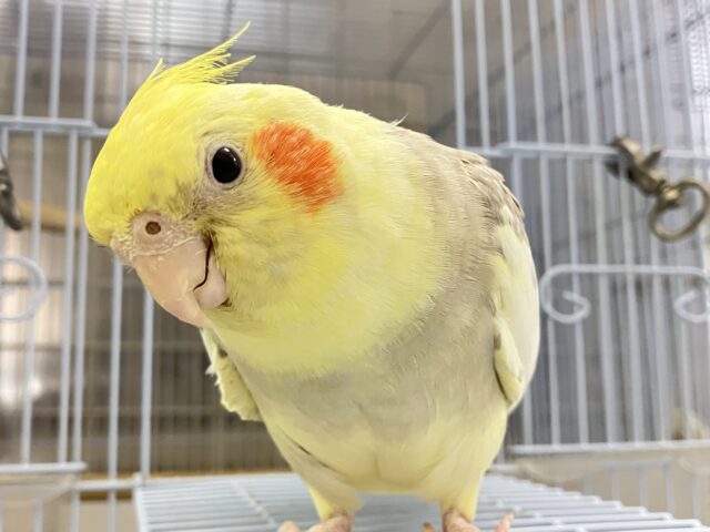 ✨最新画像✨おむおむ🍳卵ﾏｼﾏｼとびきりsmile🌻(๑Ü๑)🌻オカメインコ(シナモンパイド/2025年5月生まれ)