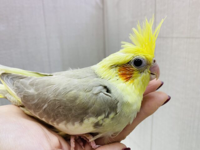 オカメインコ