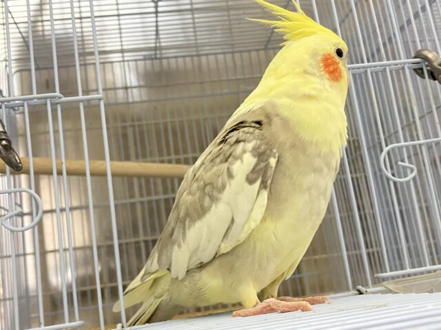 ✨最新画像✨おむおむ🍳卵マシマシとびきりsmile🌻(๑Ü๑)🌻オカメインコ(シナモンパイド/2025年5月生まれ) オカメインコ