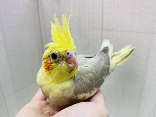 立派な王冠でお出迎え👑 ⸝⸝オカメインコのシナモンパイド🌟