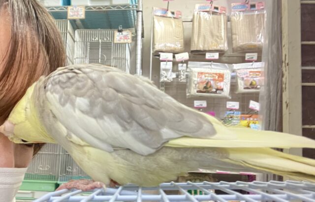 ✨最新画像✨おむおむ🍳卵マシマシとびきりsmile🌻(๑Ü๑)🌻オカメインコ(シナモンパイド/2025年5月生まれ) オカメインコ