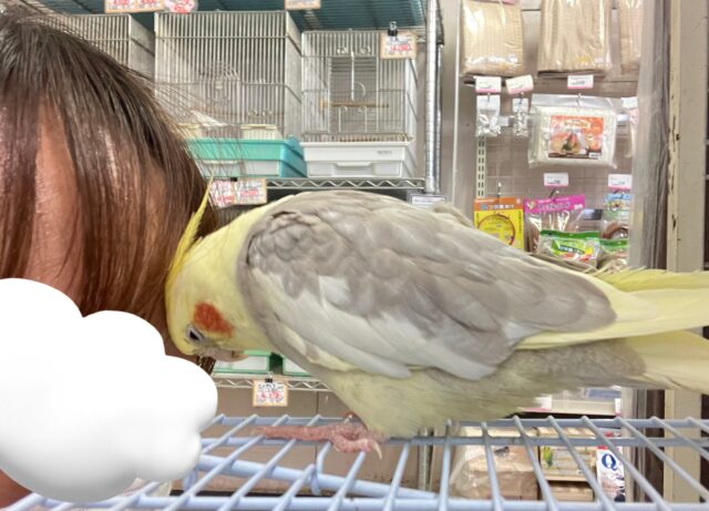 ✨最新画像✨おむおむ🍳卵マシマシとびきりsmile🌻(๑Ü๑)🌻オカメインコ(シナモンパイド/2025年5月生まれ) オカメインコ