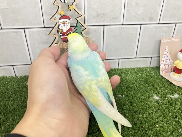 ✨最新画像✨ペコ🌼⟡.*カスタードのお池に一礼┏●セキセイインコ(パステルレインボー/2025年11月生まれ) セキセイインコ