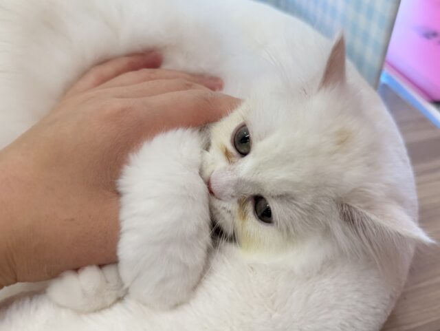 最新📷きゅんきゅんさせちゃう!ラガマフィンくん ラガマフィン