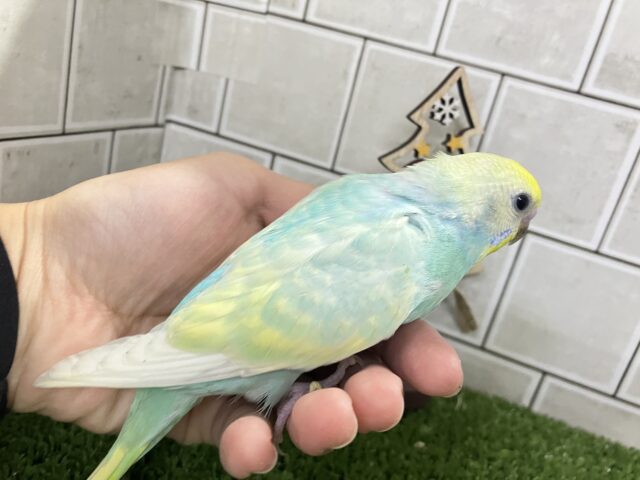 ✨最新画像✨ペコ🌼⟡.*カスタードのお池に一礼┏●セキセイインコ(パステルレインボー/2025年11月生まれ) セキセイインコ