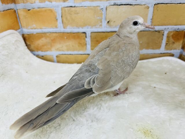 ジュズカケバト