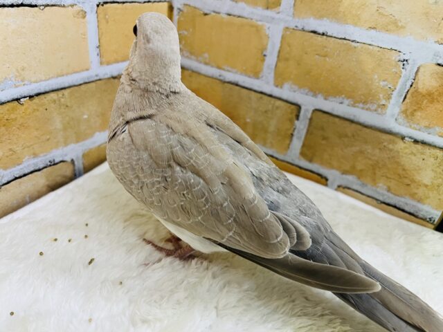 ジュズカケバト