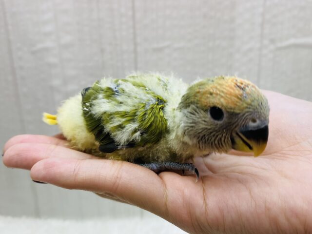 コザクラインコ（小桜インコ）