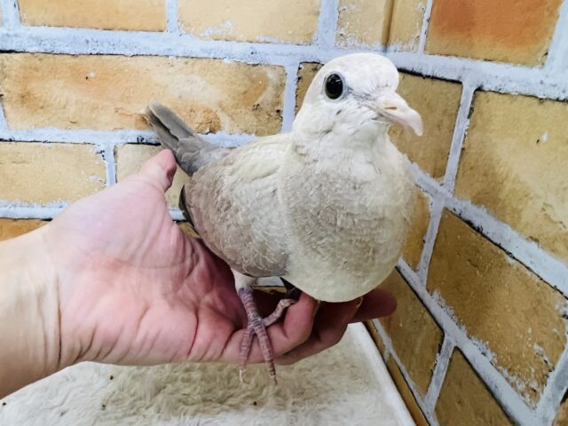 ジュズカケバト