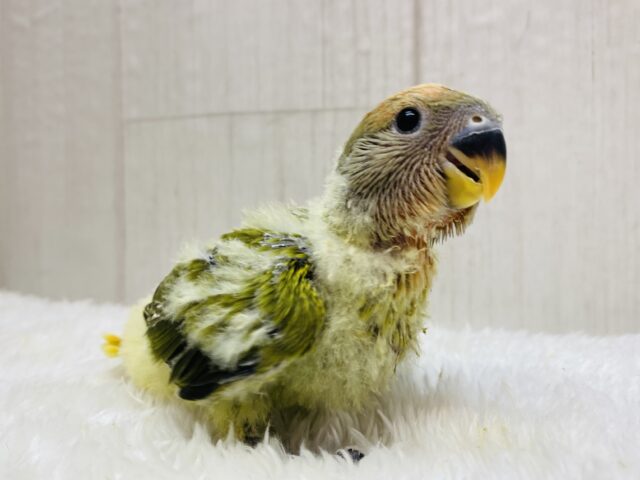 可愛さ全開コザ💓深めのオリーブオパーリン🫒✨