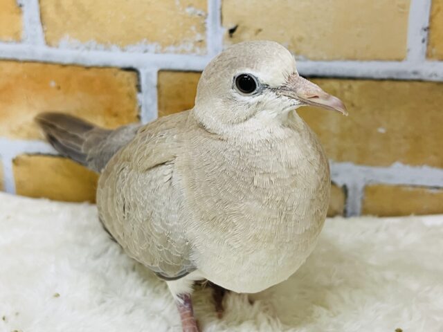 ジュズカケバト