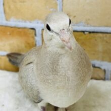 しれっと登場！ジュズカケバトの若さんご来店です！