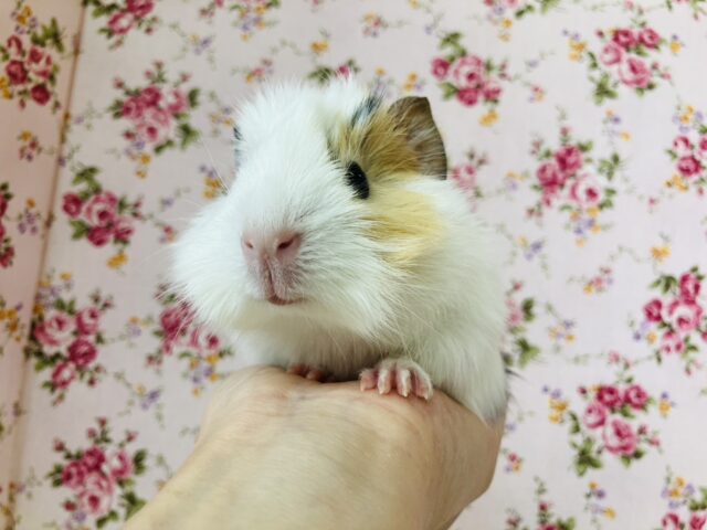 美モルちゃん参上❢❢🌼一目惚れしちゃうかわいさです*ˊᵕˋ アビシニアンモルモットさん､女のコ🌟♀