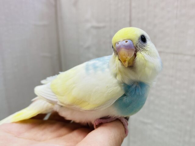 ブルーのベストでお出かけ気分💙🎶セキセイインコのパステルレインボーパイド⭐️