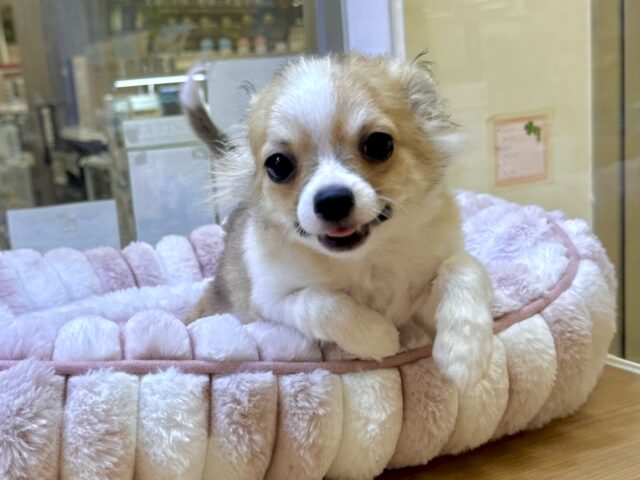 むっちり🩵チワワ男の子