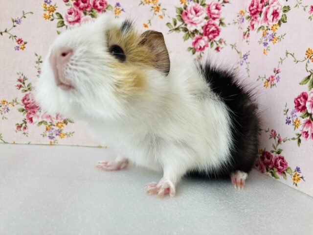 アビシニアンモルモット