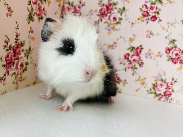 アビシニアンモルモット