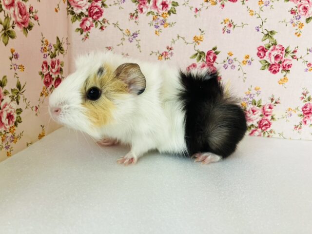 アビシニアンモルモット