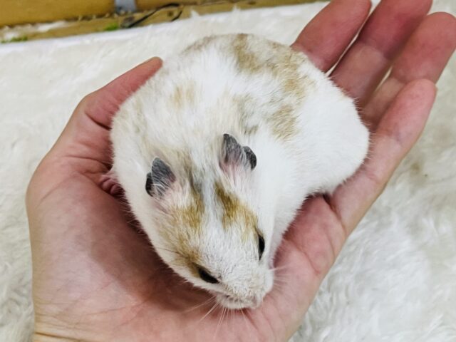 優しいスポット🧡激レア!ドミノハムスターの女の子ですよ〜✨ ゴールデンハムスター