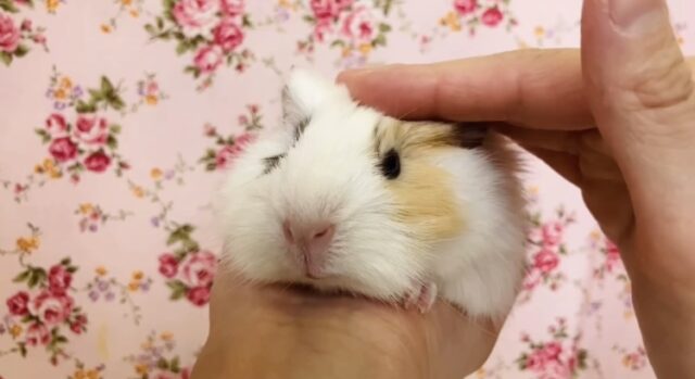 アビシニアンモルモット