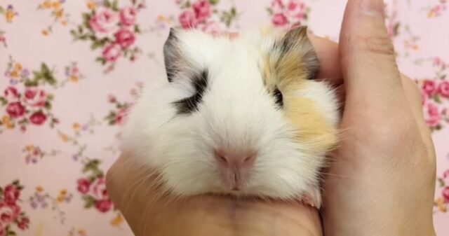 アビシニアンモルモット