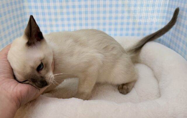 最新📷甘えん坊にゃんこ来ました!トンキニーズくん! トンキニーズ