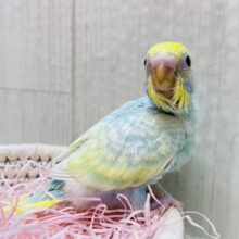 この淡さのトリ🐤コになっちゃう🥰セキセイインコ（パステルレインボーパイド）🌟