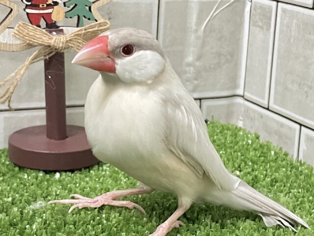 ✨最新画像✨煌びやかシルバーにキラッと輝く赤目♬ シルバーイノ文鳥 シルバーイノ文鳥