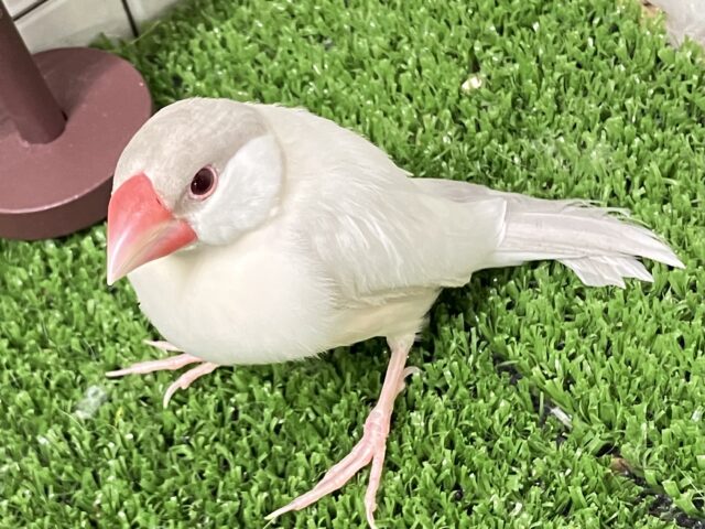 シルバーイノ文鳥