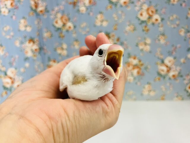 お~~きなお口を開けて待ってます♬* 白文鳥ヒナちゃん💟