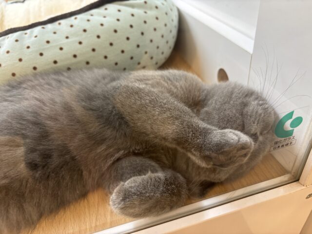 ブリティッシュショートヘア