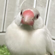 ✨最新画像✨煌びやかシルバーにキラッと輝く赤目♬　シルバーイノ文鳥