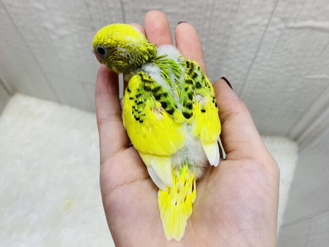 セキセイインコ