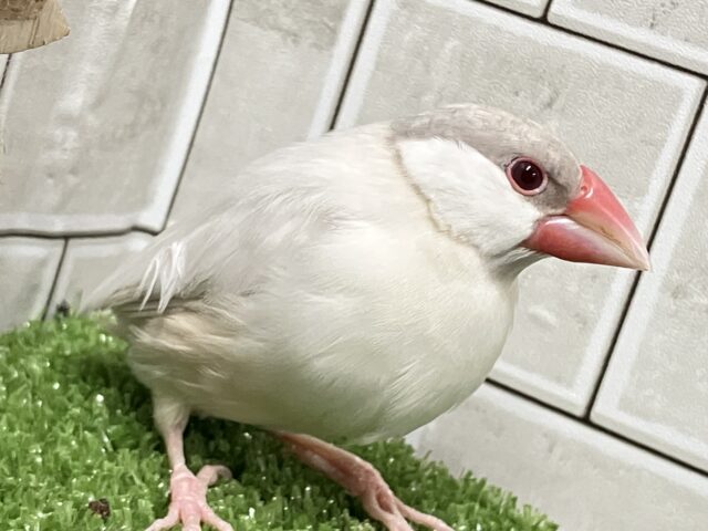 ✨最新画像✨煌びやかシルバーにキラッと輝く赤目♬ シルバーイノ文鳥 シルバーイノ文鳥
