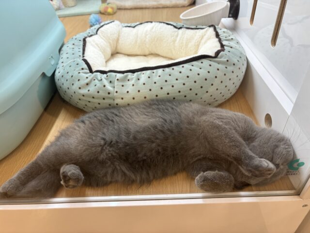 ブリティッシュショートヘア