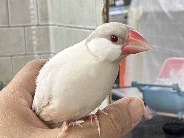 ✨最新画像✨煌びやかシルバーにキラッと輝く赤目♬ シルバーイノ文鳥 シルバーイノ文鳥