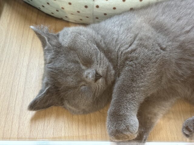 ブリティッシュショートヘア