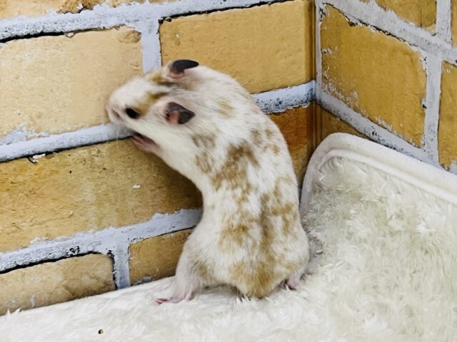 優しいスポット🧡激レア!ドミノハムスターの女の子ですよ〜✨ ゴールデンハムスター