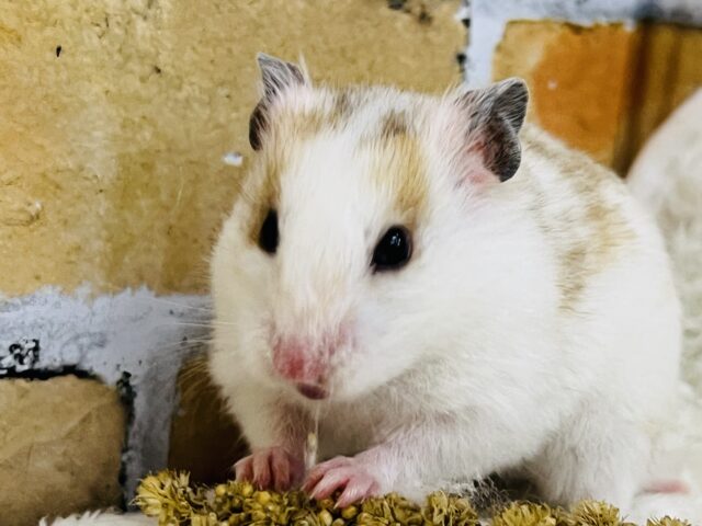 優しいスポット🧡激レア!ドミノハムスターの女の子ですよ〜✨ 優しいスポット🧡激レア!ドミノハムスターの女の子ですよ〜✨