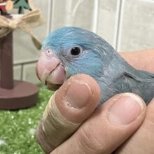 ✨最新画像✨ﾊﾟﾁﾊﾟﾁシャイニー！👏🏻秋空サイダー🥤✧*マメルリハ(ブルー/2025年10月中旬~下旬生まれ)