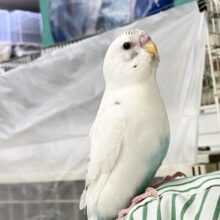 ✨最新画像✨手乗りちゃん♥️霧をも駆ける💨星座の瞬き🌟⋆꙳セキセイインコ(白色ハルクイン2025年11月生まれ)