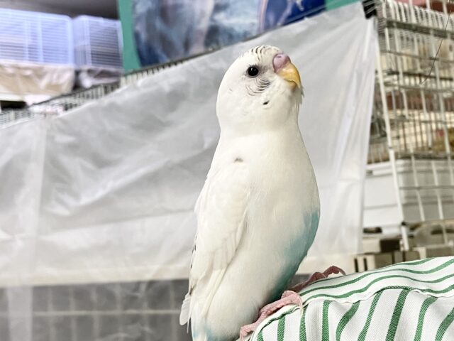✨最新画像✨手乗りちゃん♥️霧をも駆ける💨星座の瞬き🌟⋆꙳セキセイインコ(白色ハルクイン2025年11月生まれ)