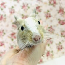 ワンアンドオンリ−🧡🤍プリティ−デグちゃん(サンドパイド)女のコ🌼