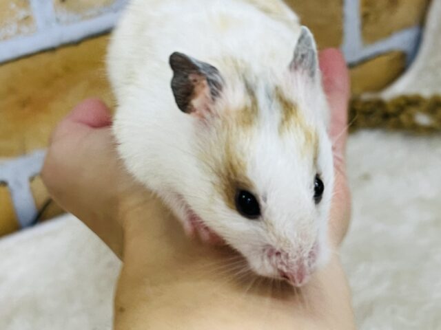 優しいスポット🧡激レア!ドミノハムスターの女の子ですよ〜✨ ゴールデンハムスター