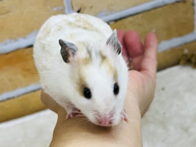 優しいスポット🧡激レア!ドミノハムスターの女の子ですよ〜✨ ゴールデンハムスター